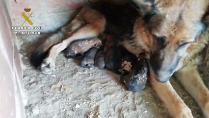 Seis cachorros de pastor alemán fueron enterrados vivos en Teruel