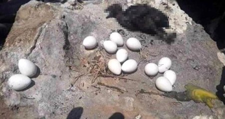 İzmir diye paylaştılar, Batman çıktı! Yanmış kuş fotoğrafı sosyal medyada gündem yarattı