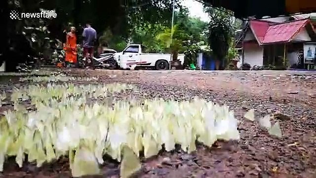 Des milliers de papillons se posent au sol !