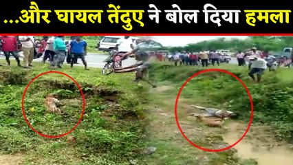 Leopard को घायल समझकर पंगा लेना पड़ा भारी, देखें Video | West Bengal | वनइंडिया हिंदी