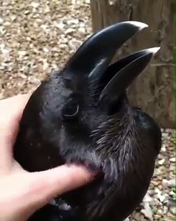 İşte sosyal medyayı ikiye bölen o video! Tavşan mı, karga mı?
