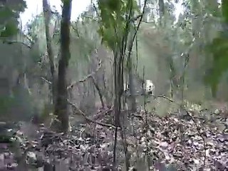 Amazing videos Dog VS PIG ever - Wild Dog VS PIG