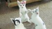 Kittens Play With Earbuds, Appreciate High Quality Stereo Sound