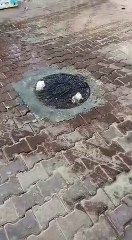 Kuşadası’nda rezil görüntü! Taşan kanalizasyon denize akıyor