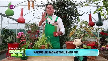 ? Kaktüs radyasyonu emer mi? Erkan Şamcı ile #DoğalaDönüş'te