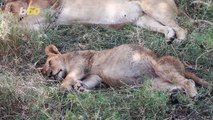 Cuteness Overload! Newborn, Baby Lion Cub Filmed Nursing and Taking First Steps With Mom