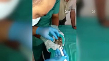 Şahin avı için göz kapağı dikilen kerkeneze cerrahi müdahale