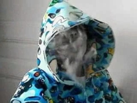 LES GUNS CHANTENT- rimos locos lil wayne crunk rohff booba