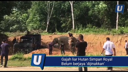 Gajah liar Hutan Simpan Royal Belum berjaya 'dijinakkan'