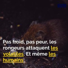 Invasion de rats, Clues de Saint-Auban, Suspect laissé libre: voici votre brief info de ce mardi après-midi