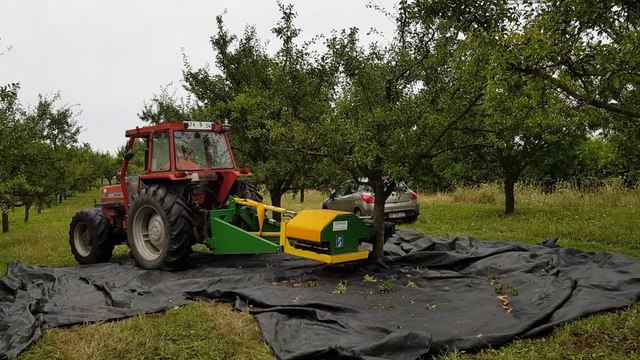 La cueillette des mirabelles chez Noël Spitz