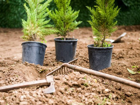 One Of the Solutions Against Climate Change? Planting Trees