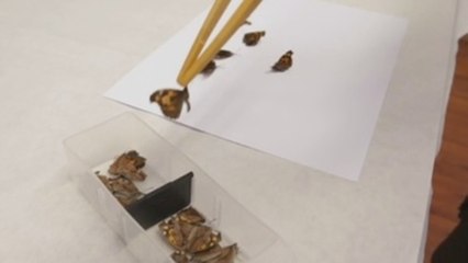 Las alas de mariposa albergan un revolucionario método antifalsificación