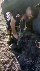 İzmir'deki yangın sadece ağaçları yakmadı: Kana kana su içen kaplumbağa