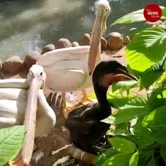 Coimbatore zoo’s latest addition – a Rosy Pelican chick
