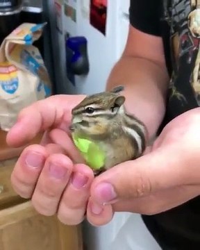 Ce petit chipmunk avait très faim. Observez comment il se régale !