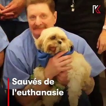 Magnifique programme de sauvetage des animaux et de réinsertion des prisonniers. Admirez !