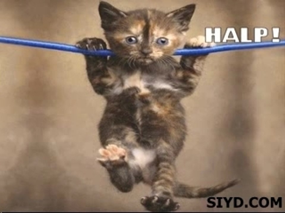 FUNNY CATS