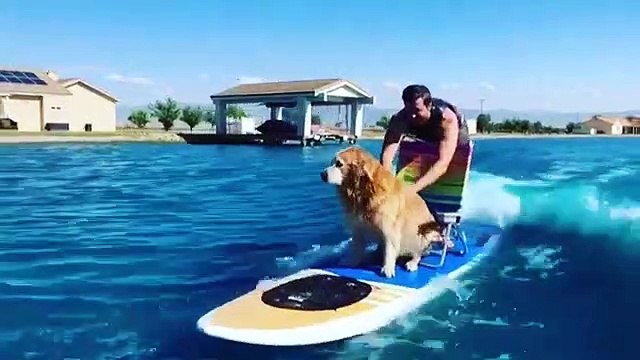 Quand on me demande ce que je compte faire cet été avec mon chien, voici ce que ça donne !