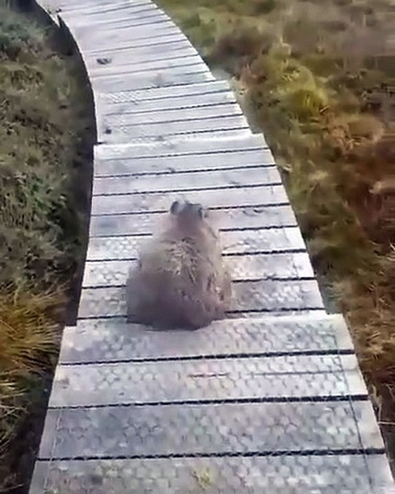 Ce chat aime se gratter sur des marches. Amusant !