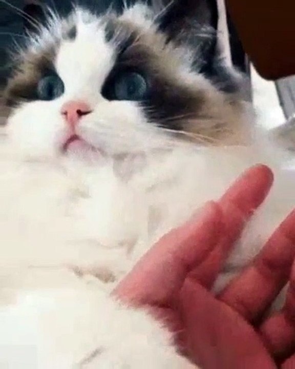 Quand une chatte découvre que son maître a mangé du Thon sans elle. Très drôle !