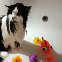 Chat aussi sait prendre un bain sans avoir peur. Hilarant !