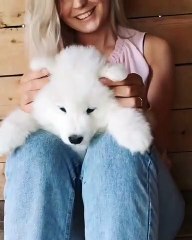 Cette chienne Samoyède aime vraiment qu'on joue avec ses oreilles