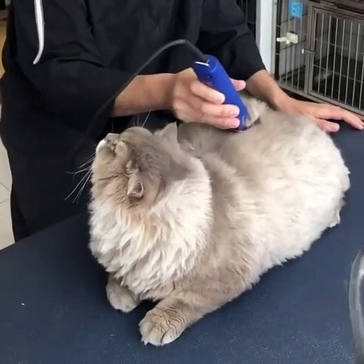 Ce superbe chat se fait toiletter tous les 4 mois et on peut voir qu’il aime. Beau minou !