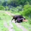 Incroyable ! Un buffle en sauve un autre des griffes d'une lionne affamée. Regardez !