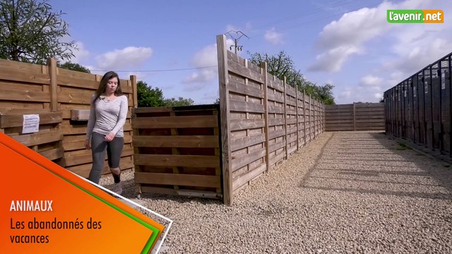 L'Avenir - Chiens et chats à adopter à la Croix bleue à Floriffoux