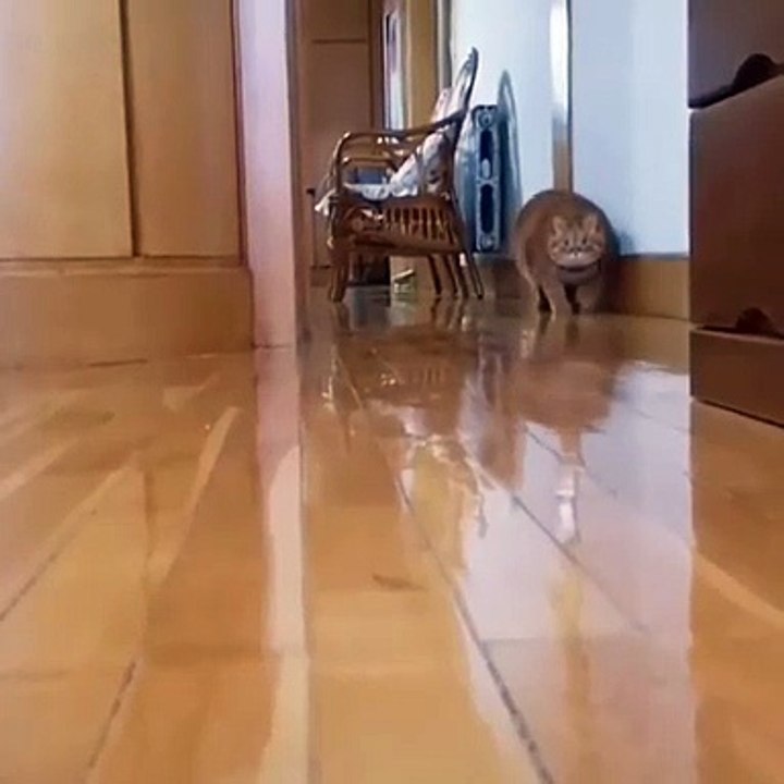 Quand un gros chat essaie de s'échapper de la maison. Trop chou !