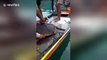 Sea turtle rescued by Thai fisherman after being hit by a harpoon spear