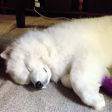 Ce samoyède fait des rêves de gagner un concours de samoyède polaire. Mignon !