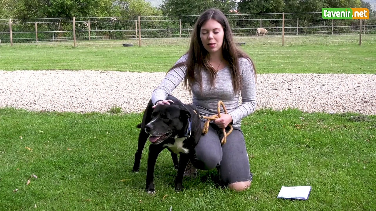 L'Avenir - Croix bleue staff à adopter