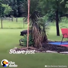 Quand un lama et un chien s'échappe du jardin. Trop drôle !