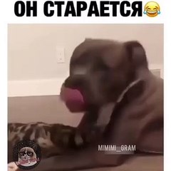 Ce bulldog donne des coups de langues à son chat. Adorable !