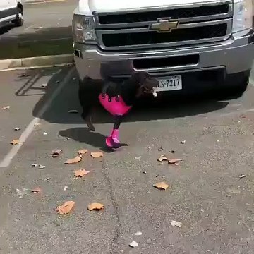 Emouvant ! Regardez cette chienne handicapée court pour la première fois depuis son accident.