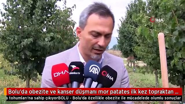 Bolu'da obezite ve kanser düşmanı mor patates ilk kez topraktan çıkarıldı