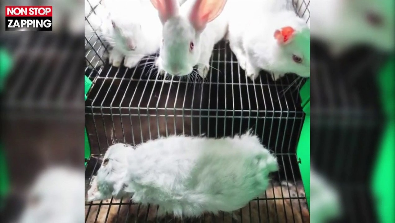 L'association L214 dénonce l'élevage des lapins en cage (vidéo)
