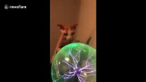 Sphynx cat in Texas becomes fascinated with plasma ball