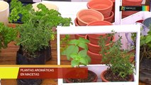 bd-plantas-aromaticas-200819