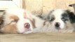 Australian Shepherd Puppies Sleep In A Hole, Drink Water