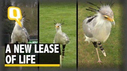 3-D Printed Prosthesis Helps An Amputee Bird Run Again