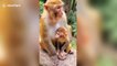 Tiny baby macaque kisses its mum on the lips in China's Guiyang