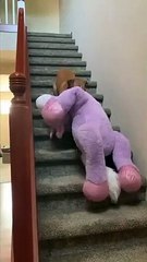 Ce chien emène sa licorne en peluche dans sa chambre !