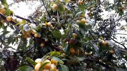 Biol : anti-gaspi, elle offre des mirabelles aux passants