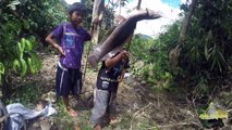 Grandpa village || Using bamboo spear to catch a giant catfish || Catfish Roasted traditional way