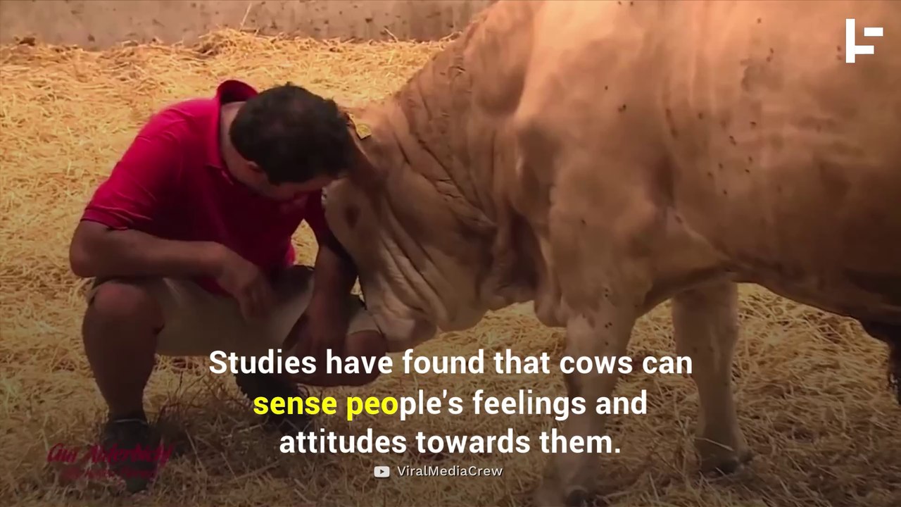 People Are Paying Big Money to Cuddle With Cows