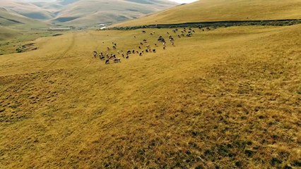 Firma MEKA Kosove  - PRODHUAR NË KOSOVË DHE E SHIJUAR NË TË GJITHË BOTËN