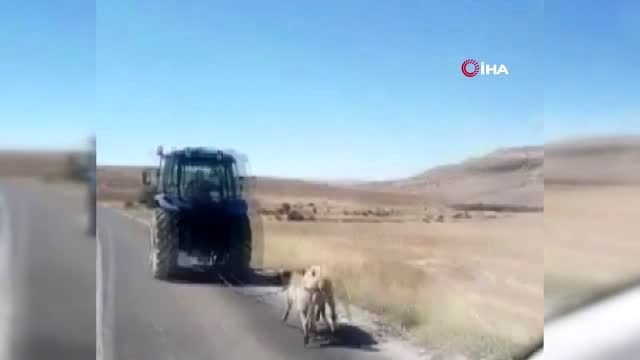 İki köpeği traktör arkasına bağlayarak sürükledi